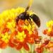 mexican butterfly weed