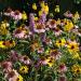 Midwestern Wild Flowers Seeds