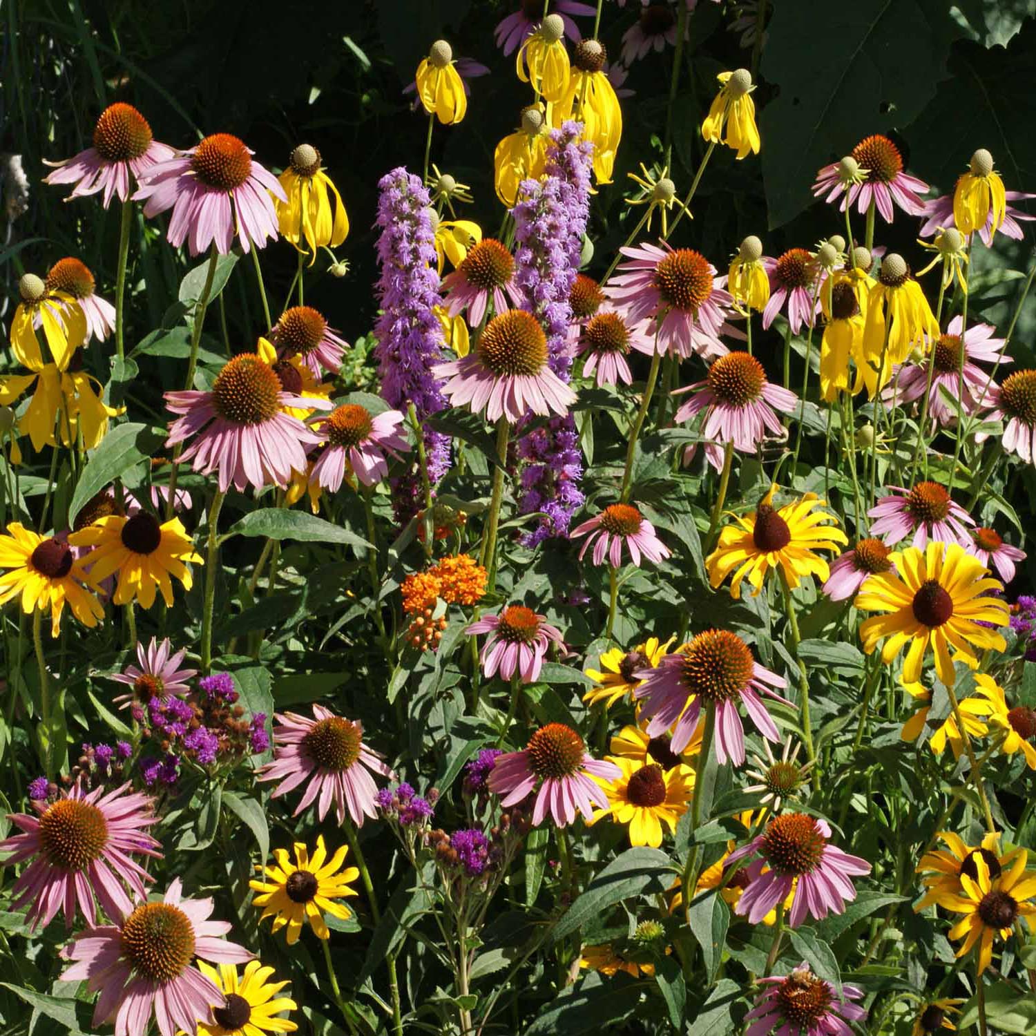 Midwest Wildflower Mix