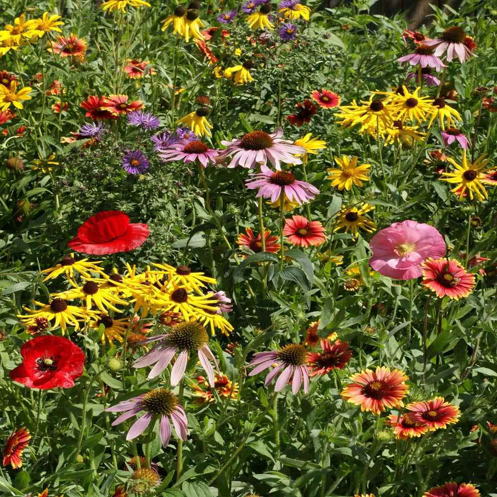 Dry Area Wildflower Seed Mix Bulk Flower Seed Mix Bulk