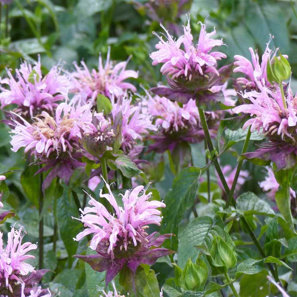 Bergamot Plant Images