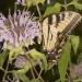 Monarda Fistulosa