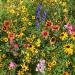 Mountain Wild Flowers