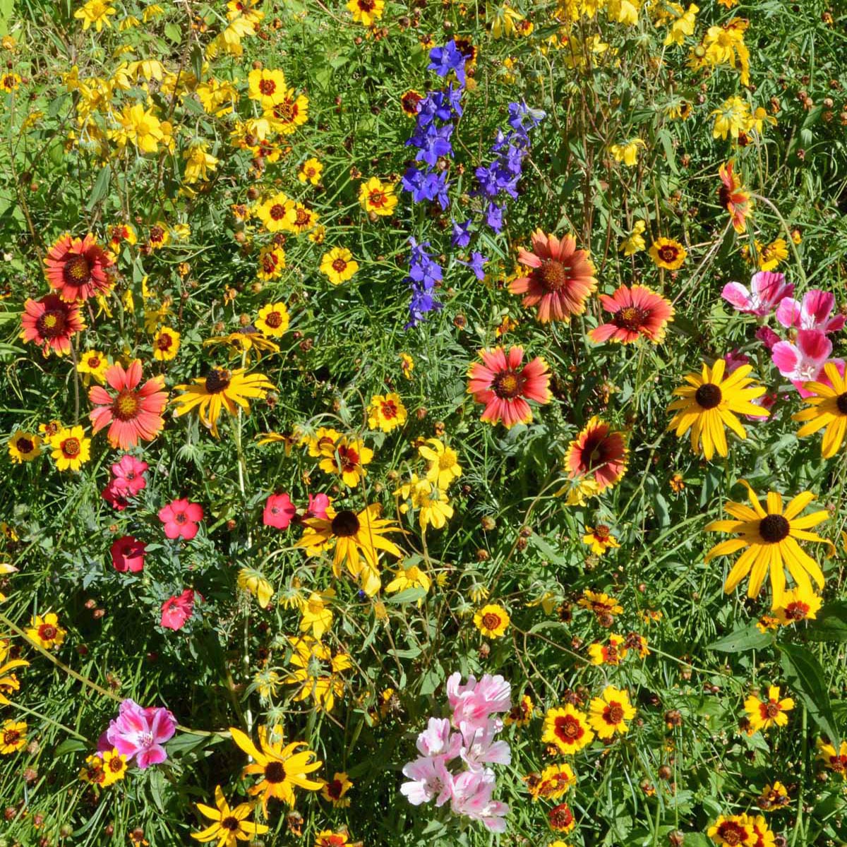 Southeast Wildflower Seed Mix