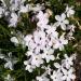 Mountain Phlox Wild Flowers