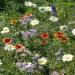 Intermountain Wildflowers