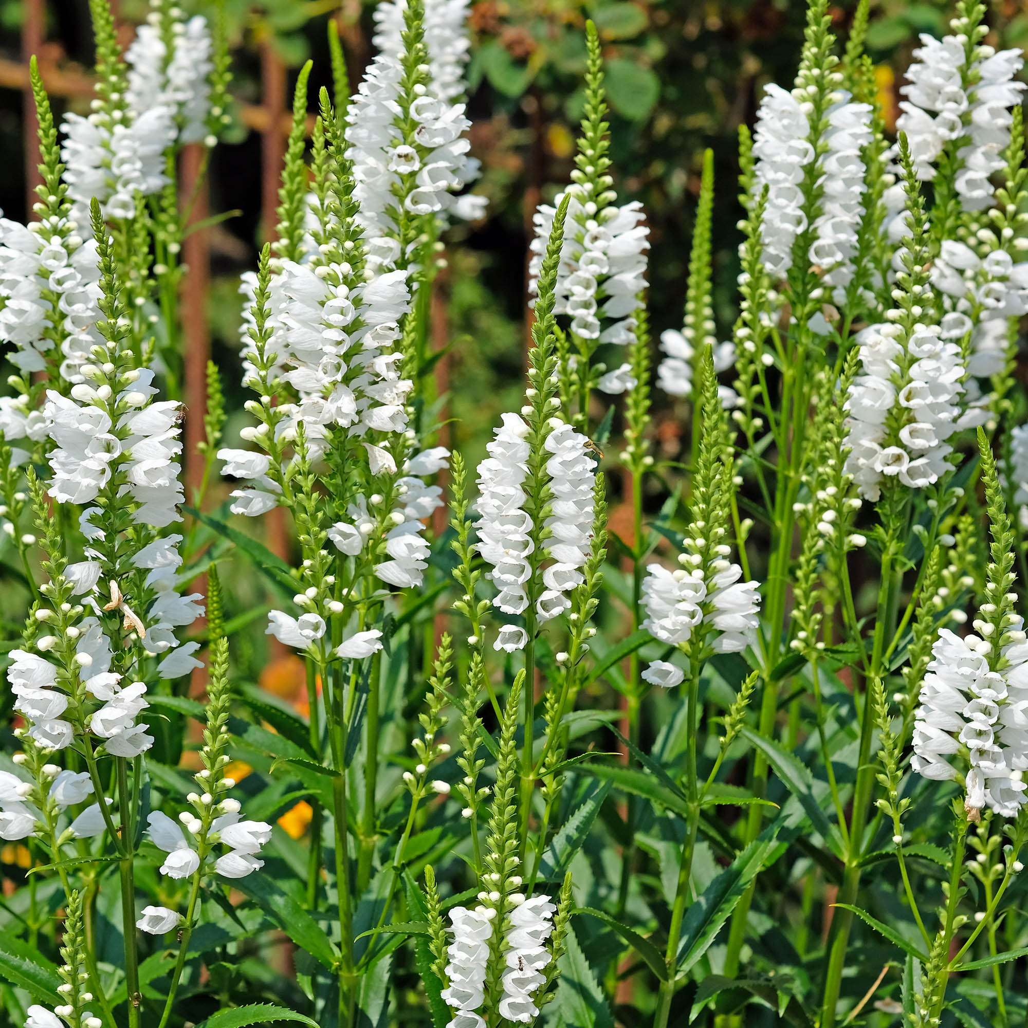 Lupine Noble Maiden Seed Packet