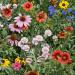 Northeast wild flower seed mix from Outsidepride.