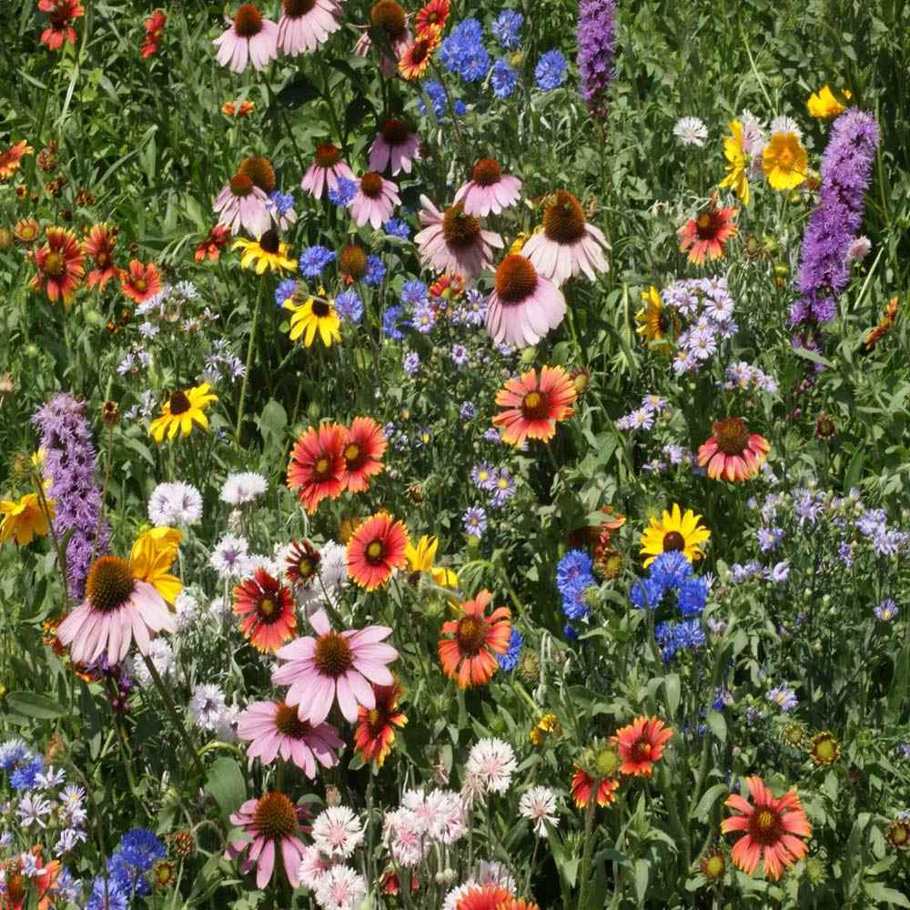 Mid-West Wildflower Seed Mix