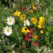 Northwest Wildflower Seeds