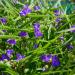 Ohio Spiderwort Flower Field