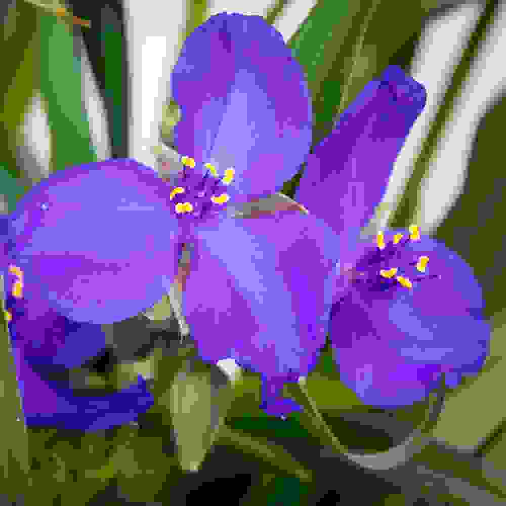 Ohio Spiderwort Flowers