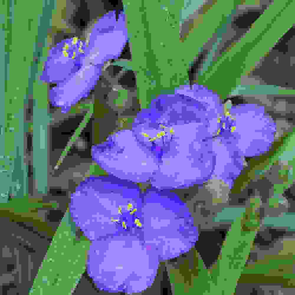 Ohio Spiderwort Plants