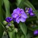 Ohio Spiderwort Blue Flowers