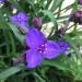 Tradescantia Ohiensis Flowers