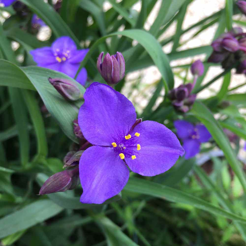 Ohio Spiderwort Seeds