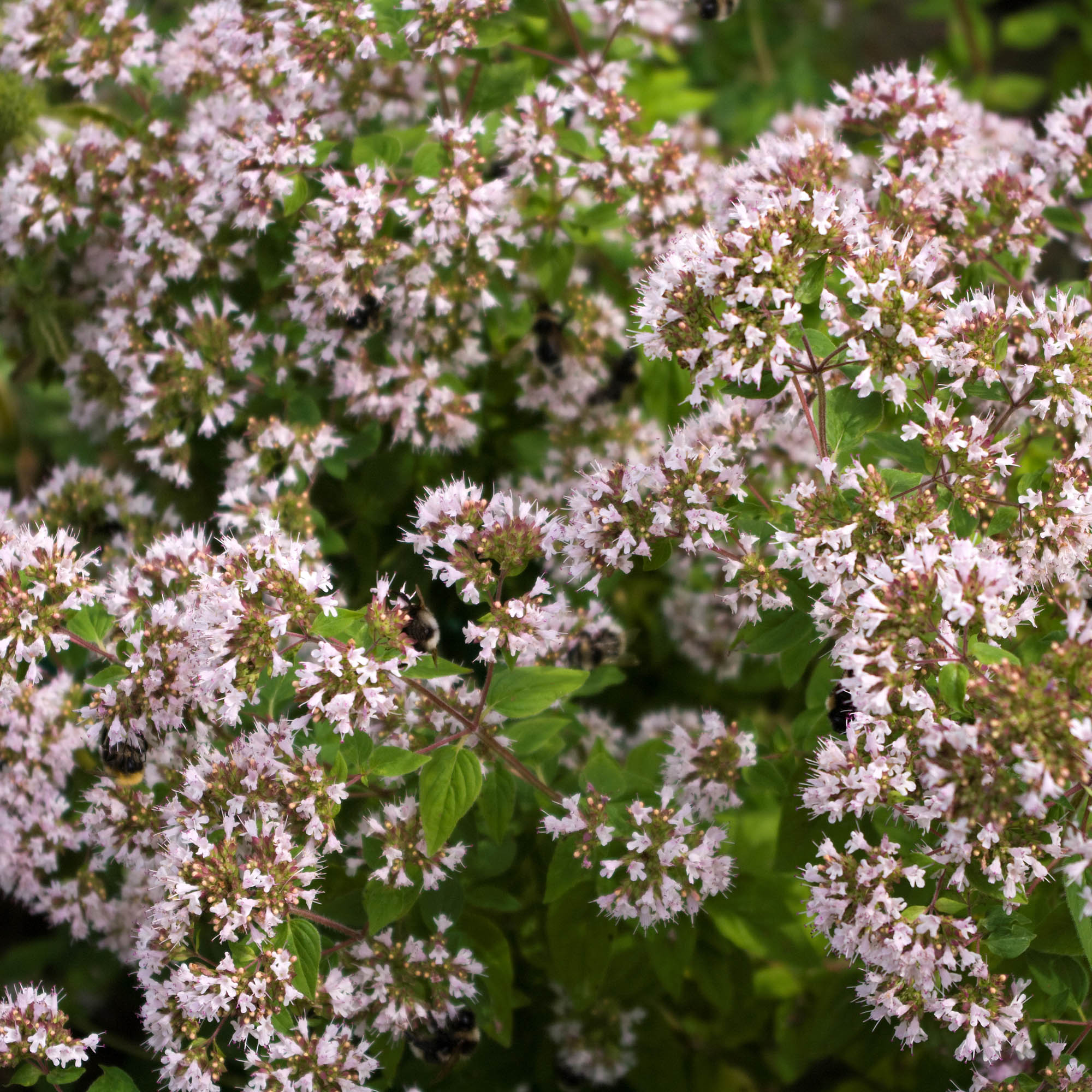 Oregano Herb Seed Packet