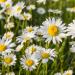 Ox-Eye Daisy Flowers