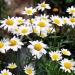 Ox-Eye Daisy Wild Flowers