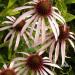 Pale Purple Coneflower Field