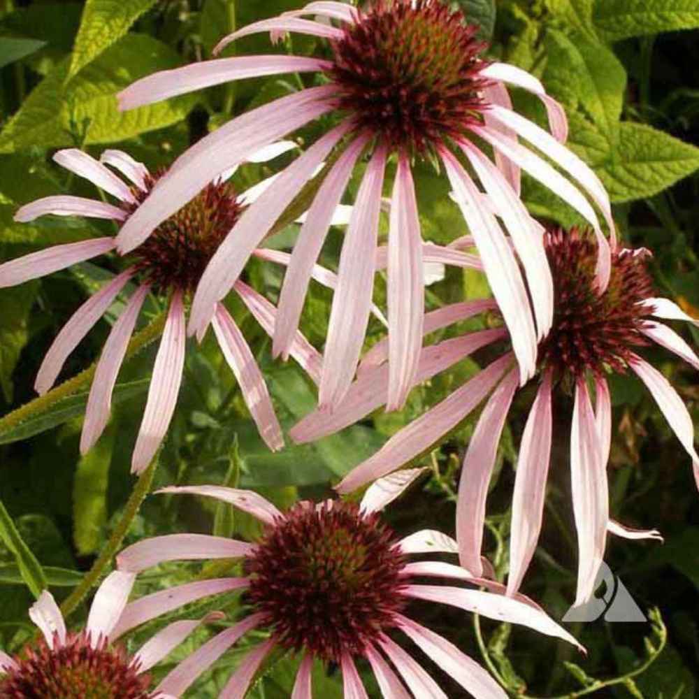 Echinacea Pallida Seed Pale Purple Coneflower Flower Seeds