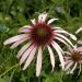 Echinacea Pallida Flowers