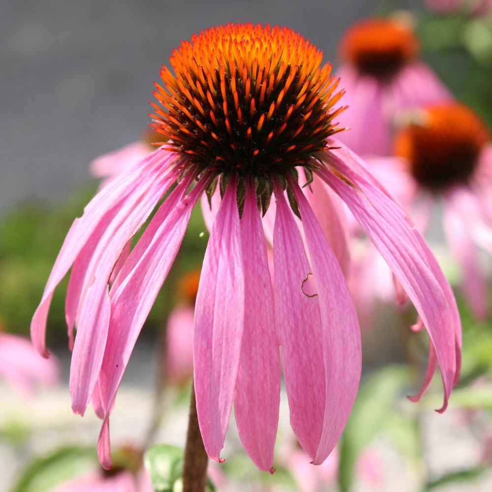 Echinacea Pallida Seed Pale Purple Coneflower Flower Seeds