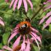 Bee On Pale Purple Coneflower