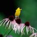 Bird On Pale Purple Coneflower