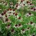 Echinacea Pallida Plants