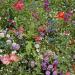 Partial Shade Wild Flowers