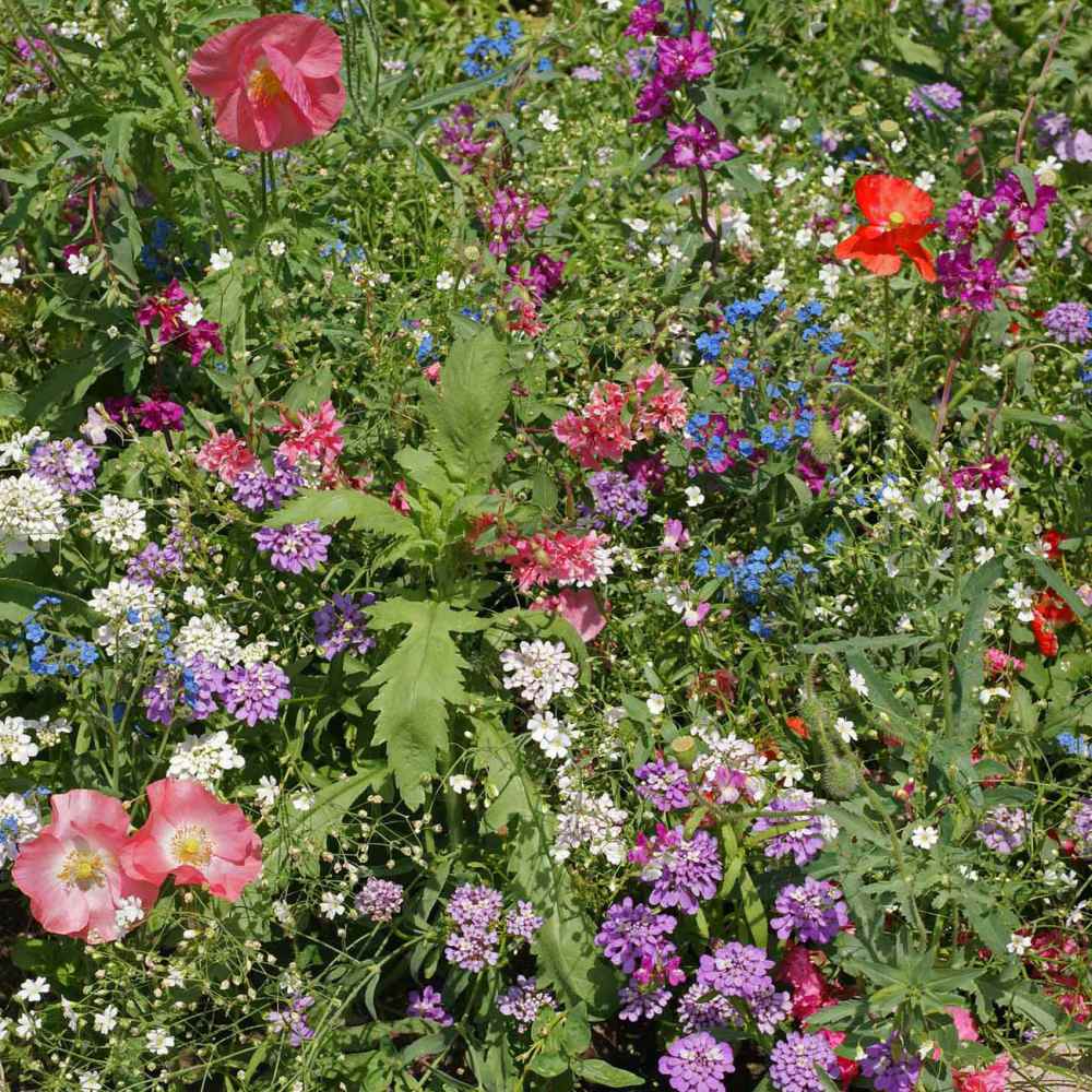 Partial Shade Wild Flower Seed Mix