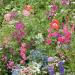 Partial Shade Wildflowers