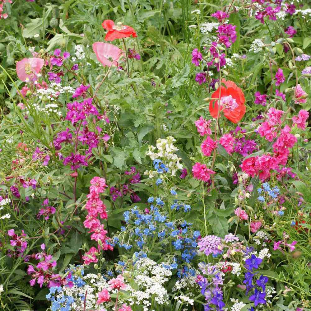 All Perennial Wildflower Seed Mix