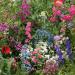 Partial Shade Wild Flower Seed Mix For Planting Outdoors