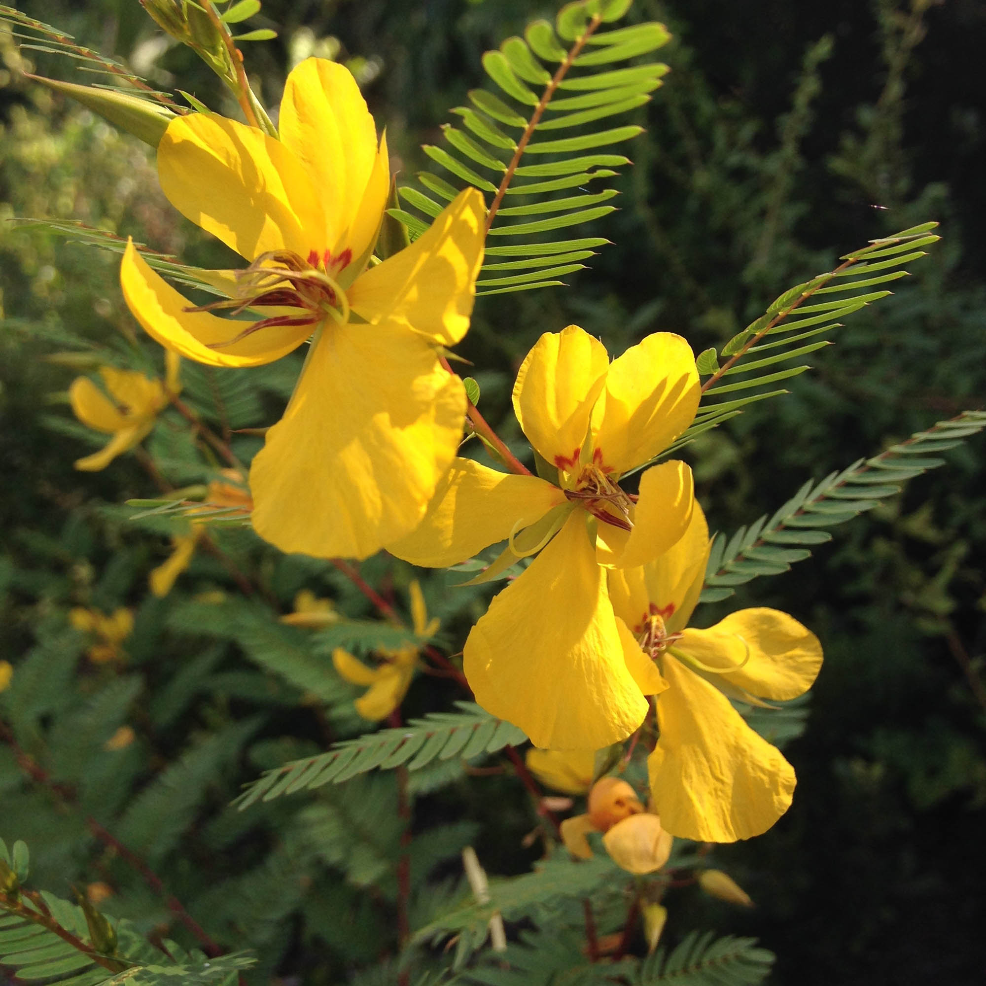 Partridge Pea Plant Seed Bag