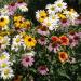 Perennial Wild Flower Seeds