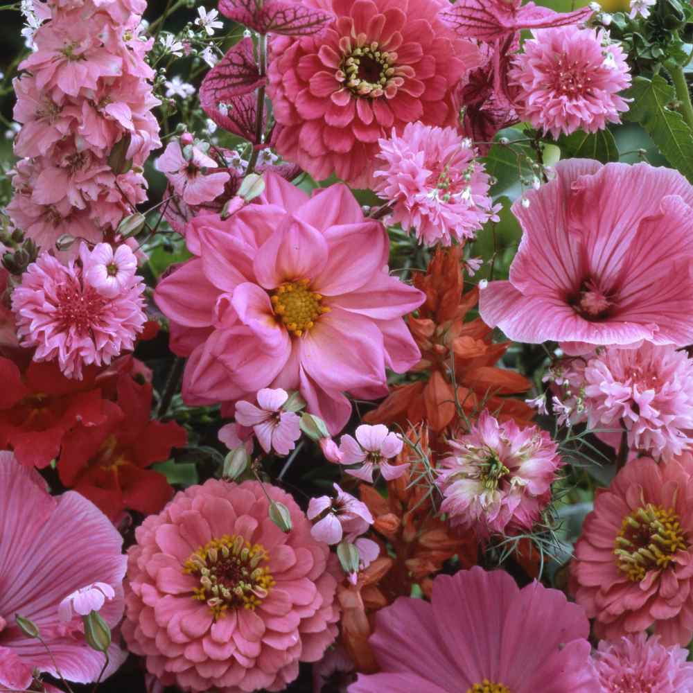 Pink Wildflowers