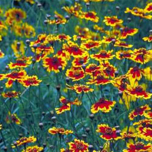 Plains Coreopsis Wild Flower Seed