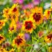 Plains Coreopsis Wild Flower Seed