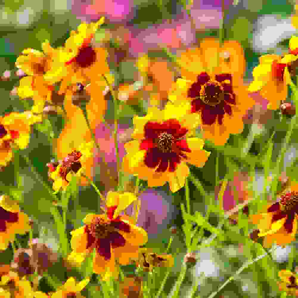 Coreopsis Seed Plains Coreopsis Flower Seeds