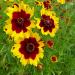 Plains Coreopsis Flowers