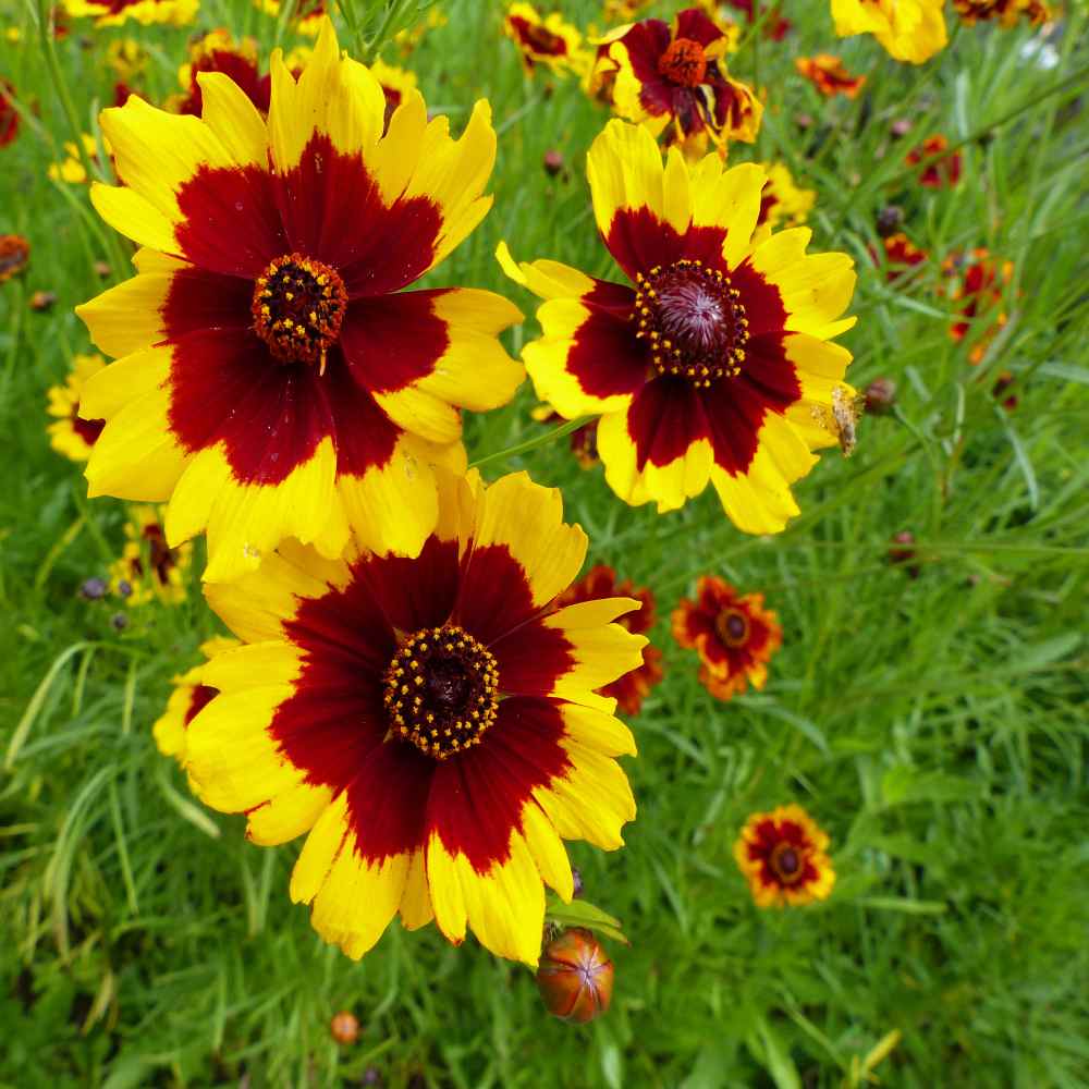 Coreopsis Seed Plains Coreopsis Flower Seeds