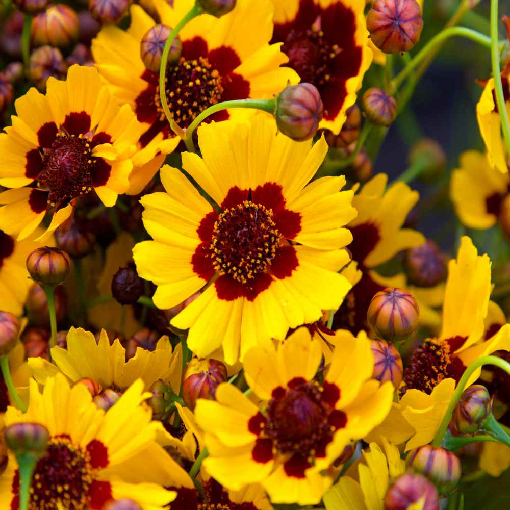 Annual Plains Coreopsis Wildflowers