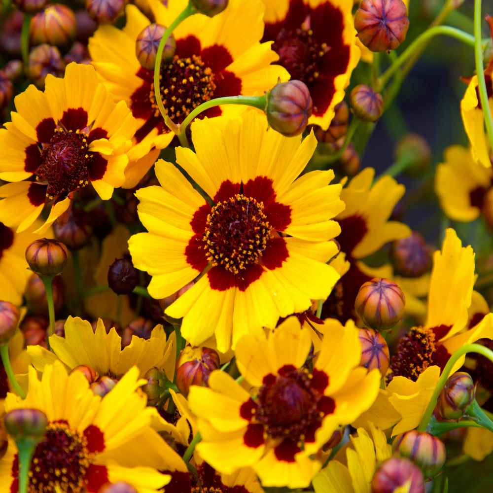 Coreopsis Seeds | Plains