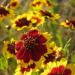 Coreopsis Tinctoria Flowers