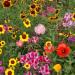 Pollinator Wild Flowers