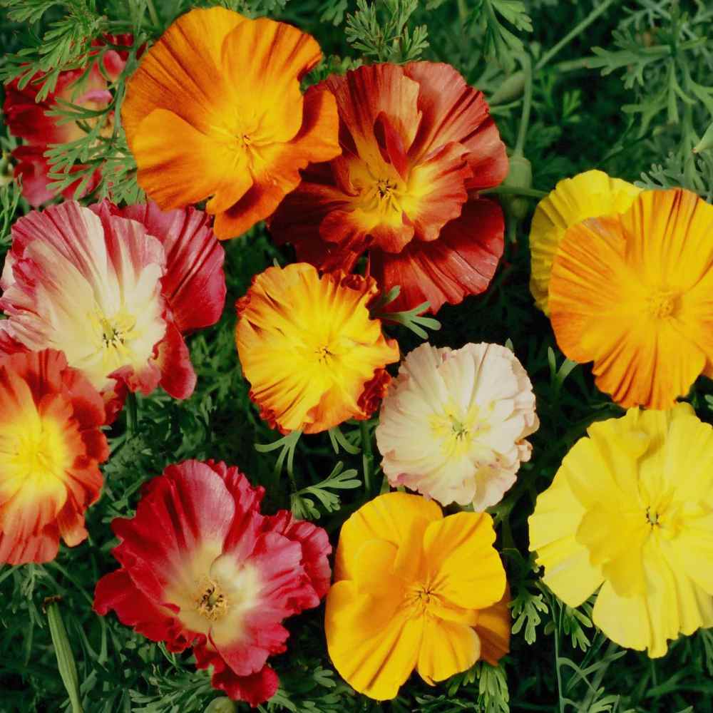 California Poppy Ballerina Mix