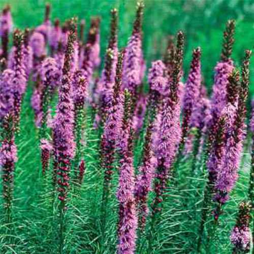 Gayfeather Wild Flower Seed