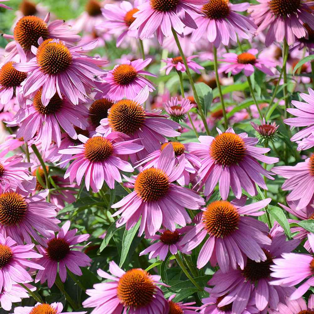 Echinacea Seeds - Purple Coneflower Flower Seed